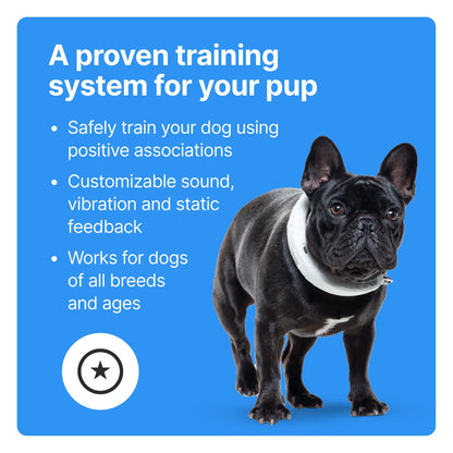 3 - Wireless GPS Dog Fence & Training Collar with Real-Time Tracking, Sunburst, Medium/Large