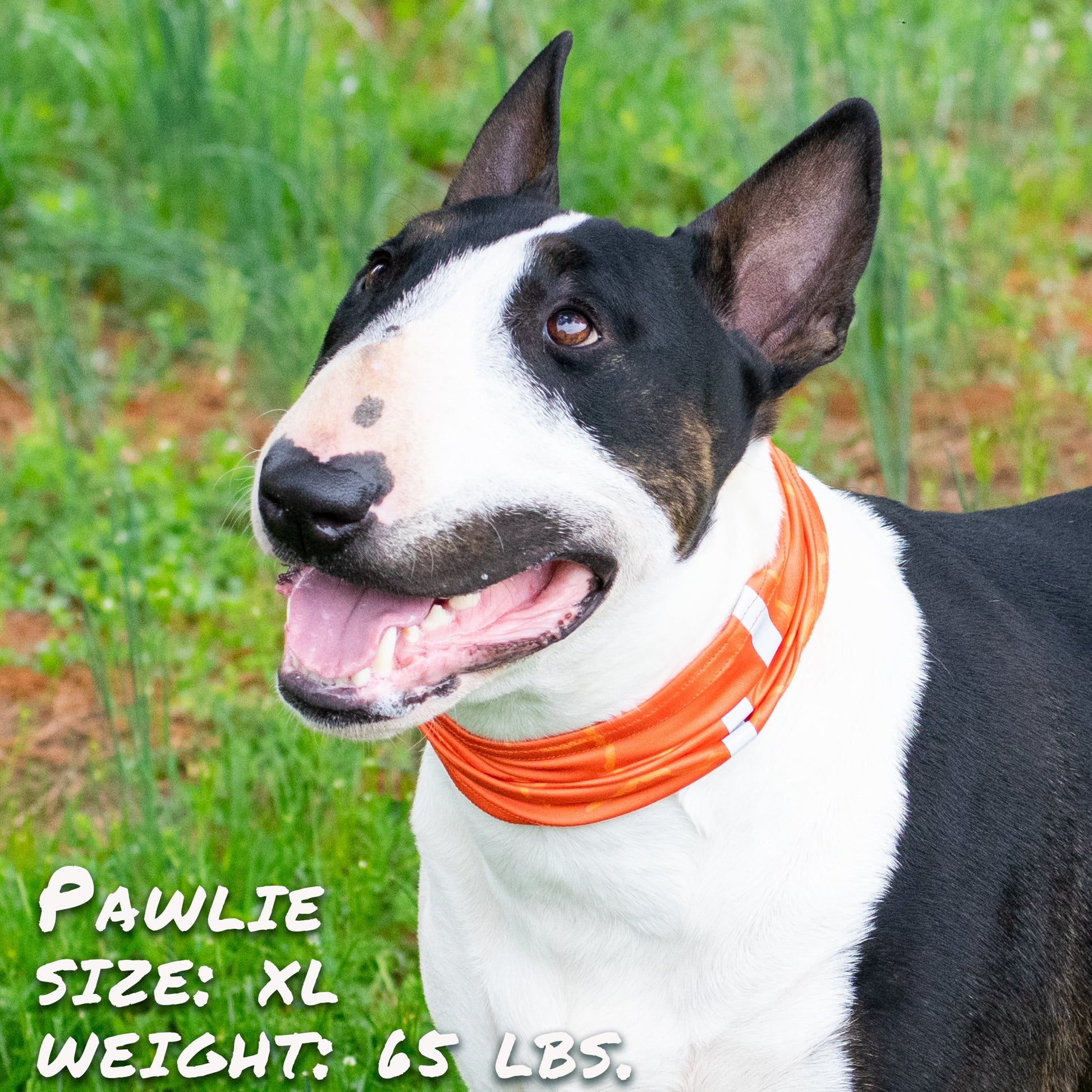 Smash Crackle Orange Pup Scruff-2