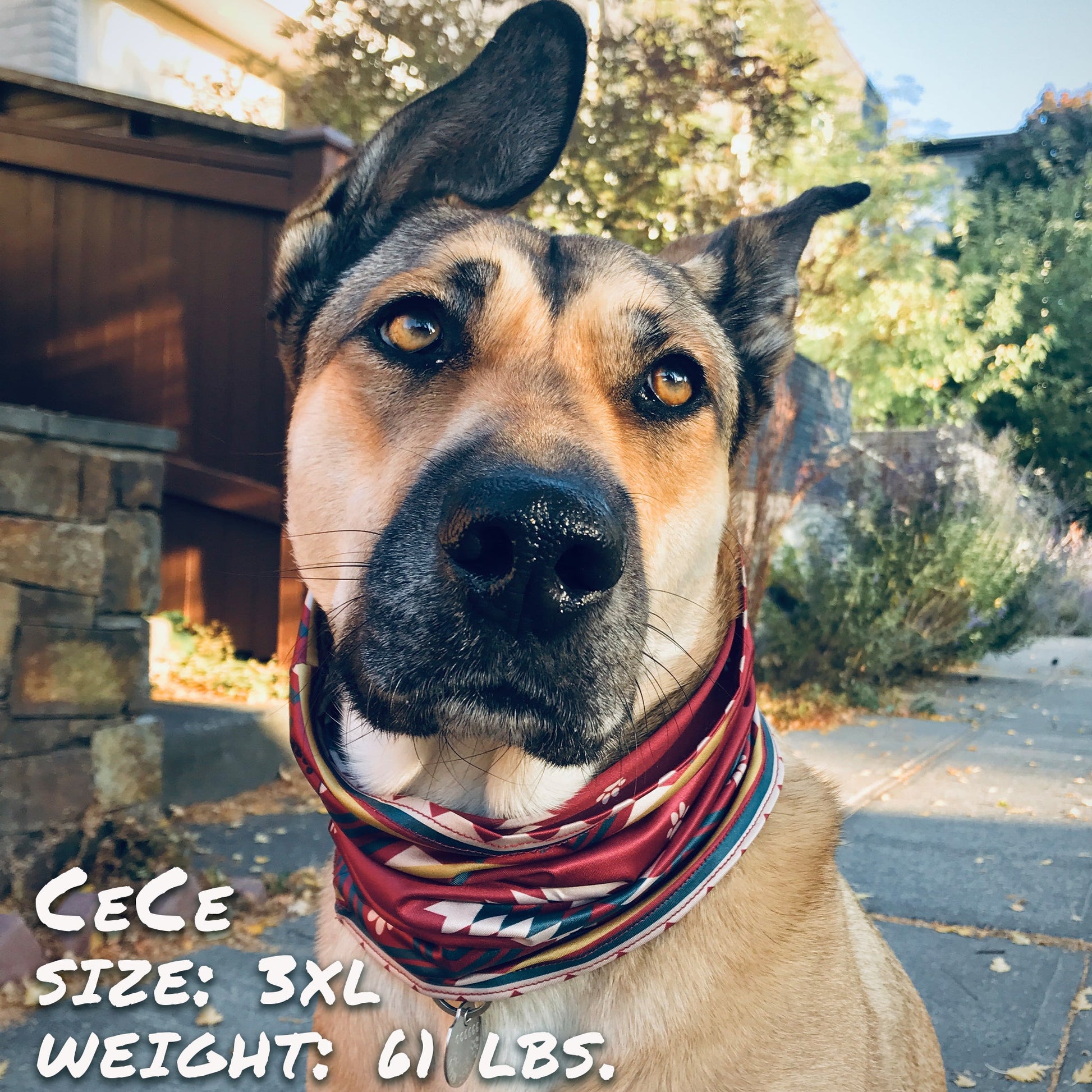 SW Amigo Pup Scruff-3