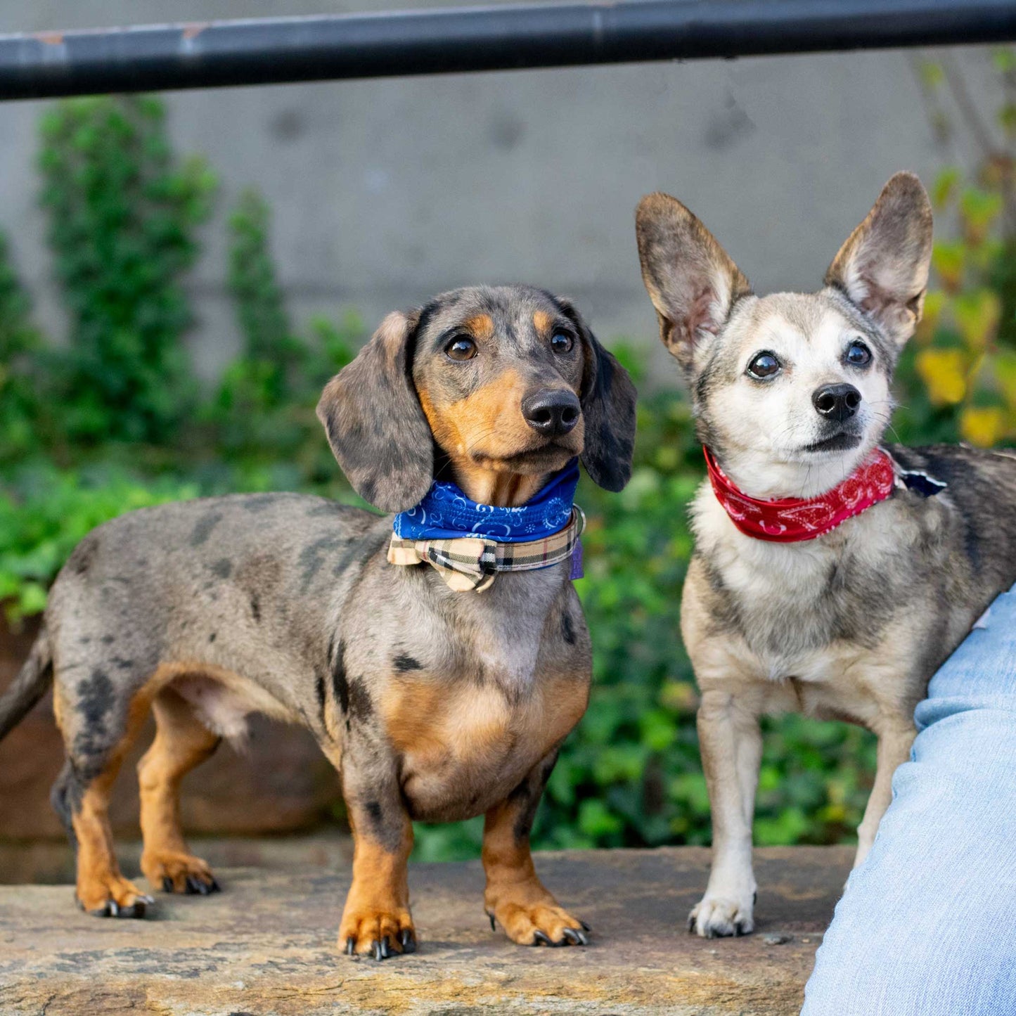 Red Bandana Pup Scruff-2