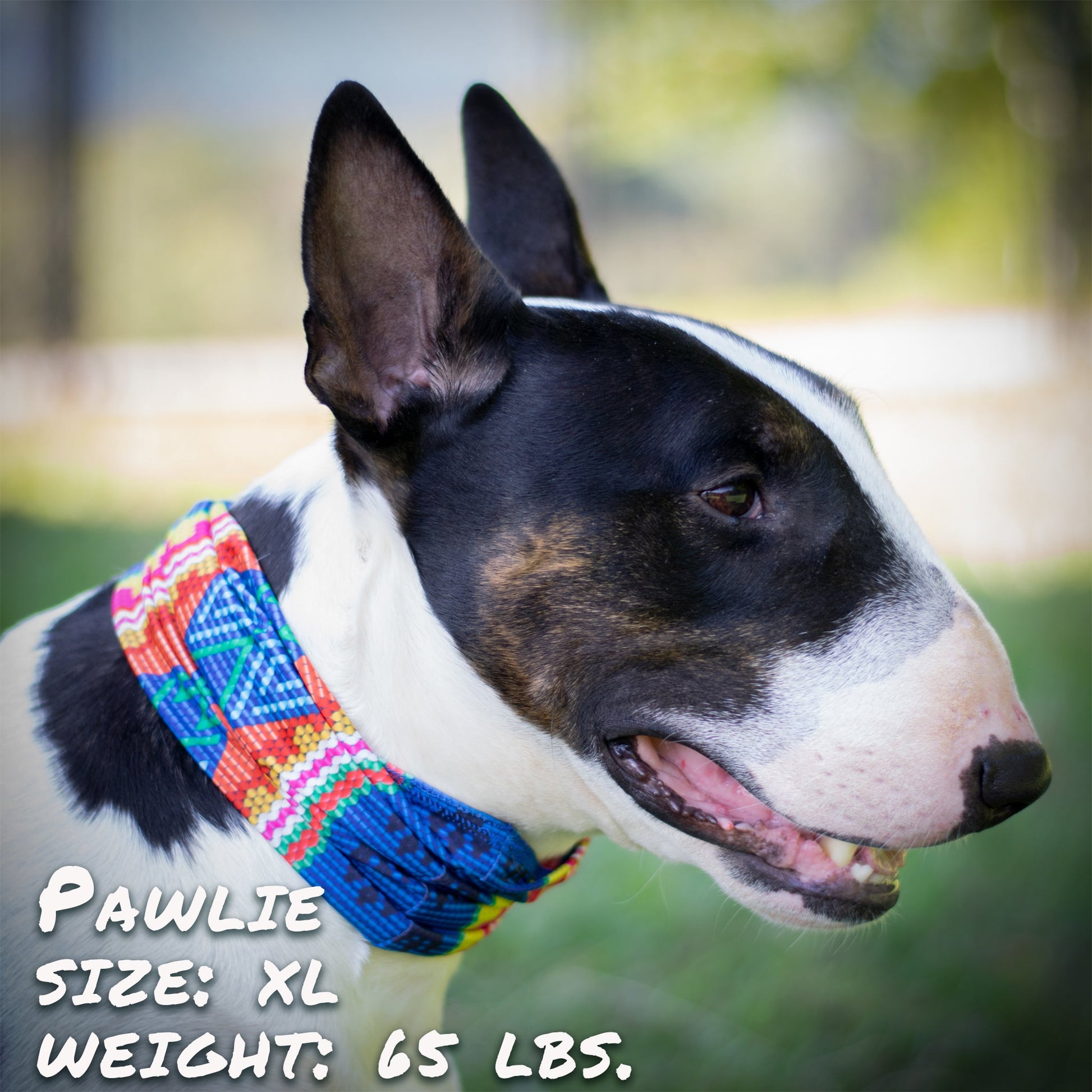 Bedouin Paws Pup Scruff-3