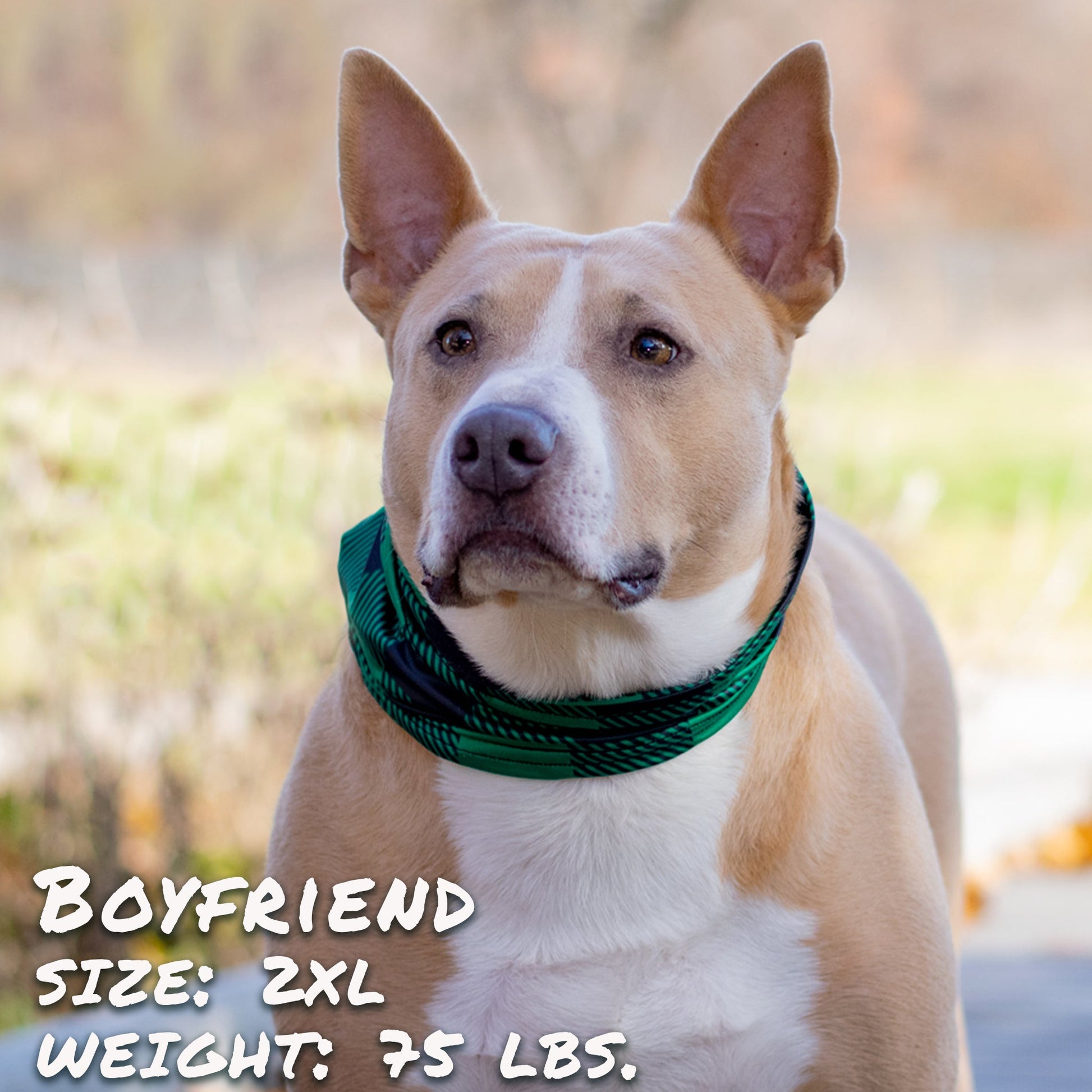 Buffalo Plaid Green Pup Scruff-2