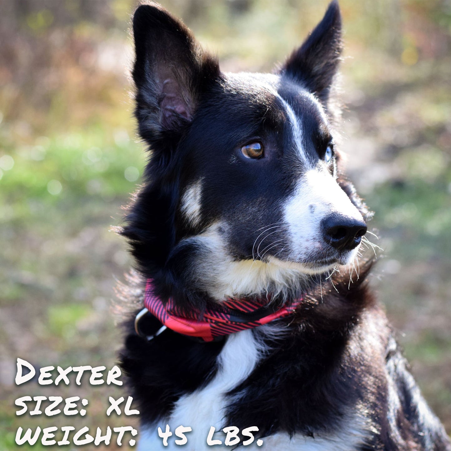 Buffalo Plaid Pup Scruff-3