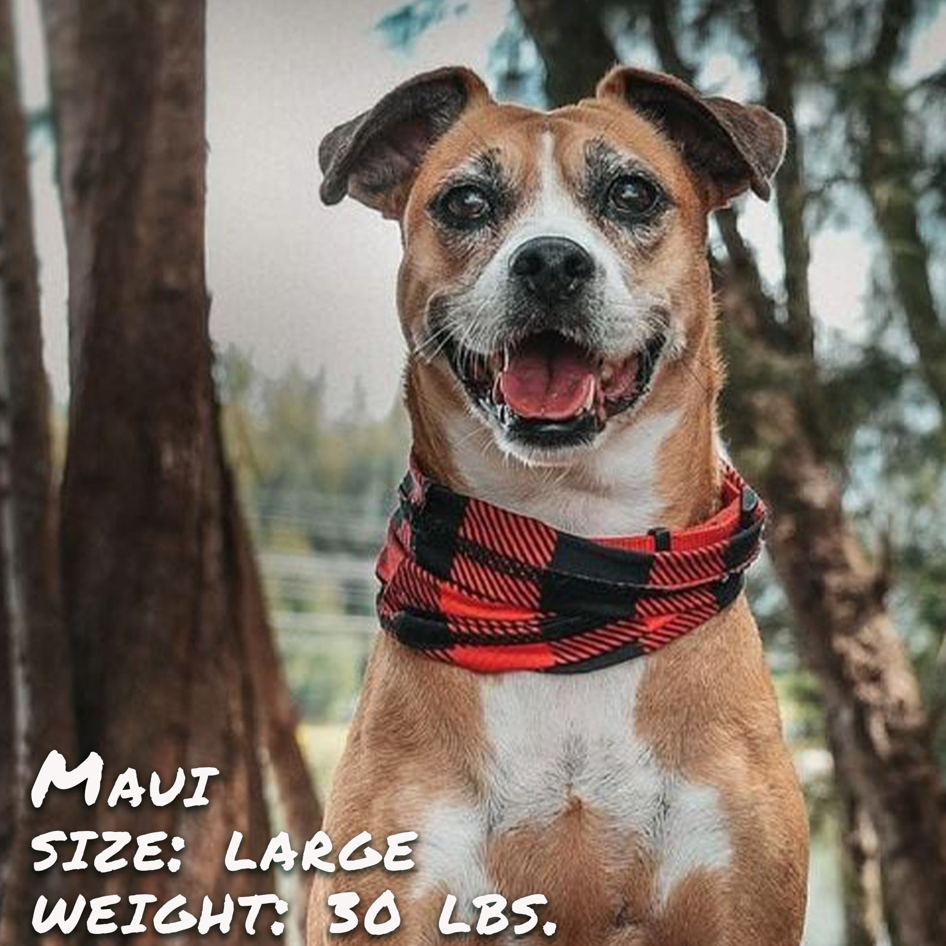 Buffalo Plaid Pup Scruff-0