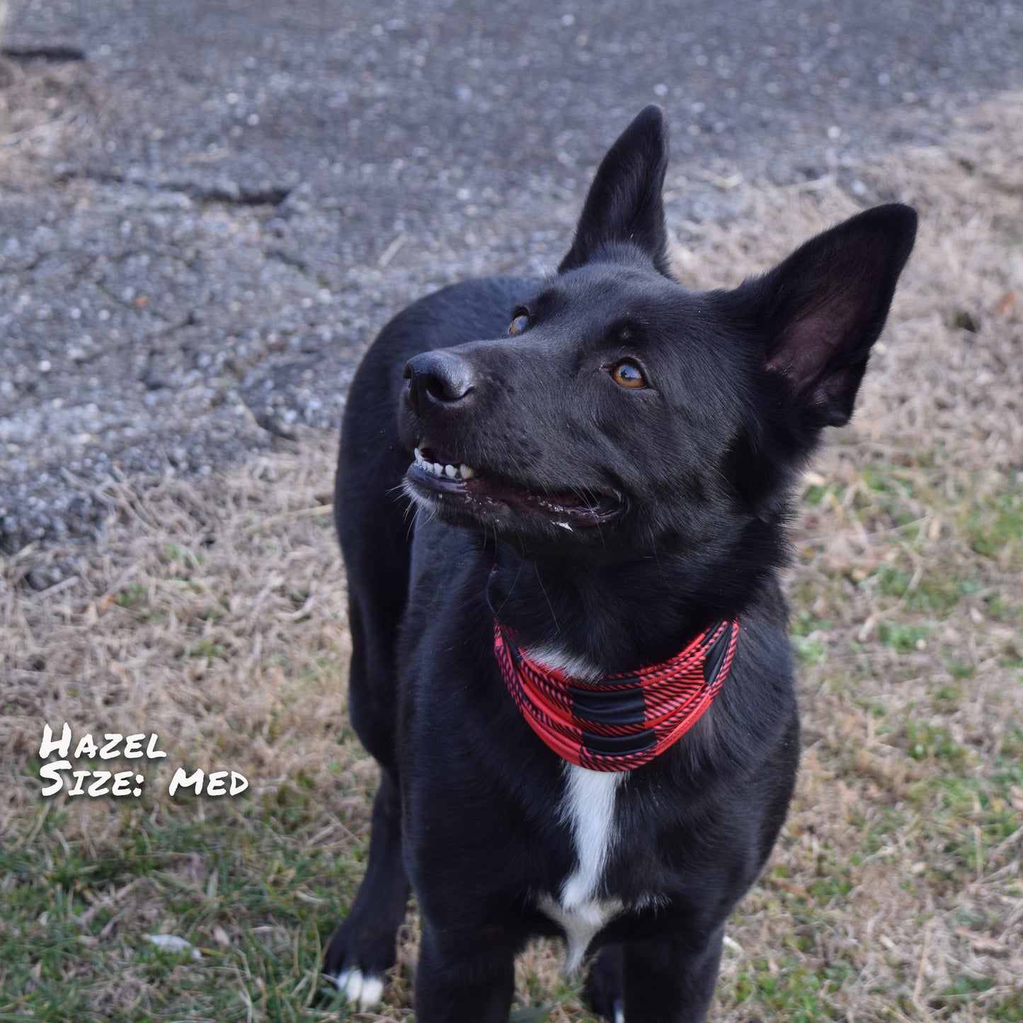 Buffalo Plaid Pup Scruff-4