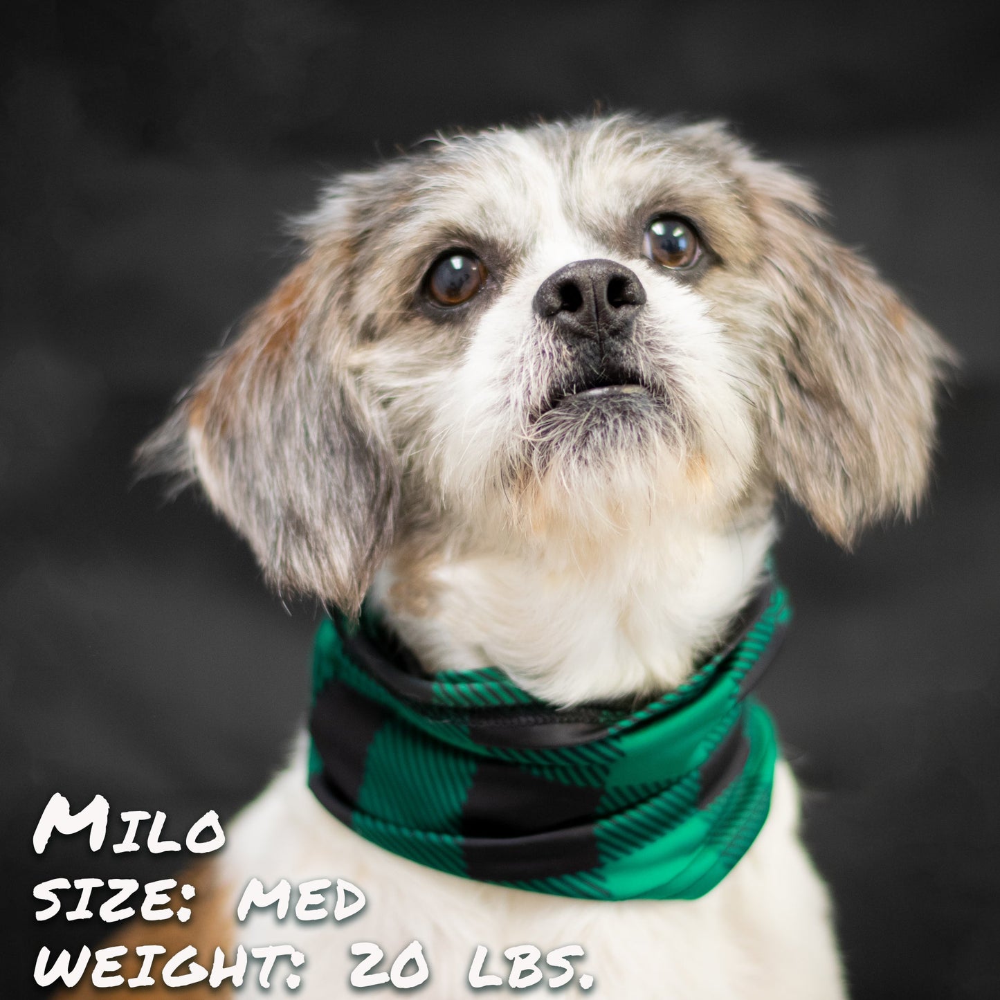 Buffalo Plaid Green Pup Scruff-0