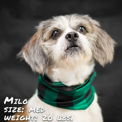 Buffalo Plaid Green Pup Scruff-0