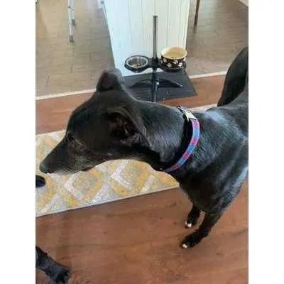 Stylish Designer Dog Collar Set by Finnigan