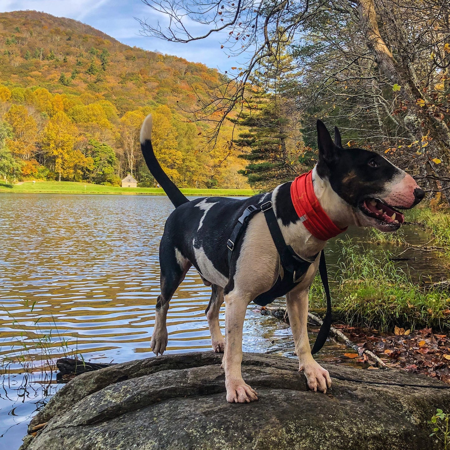 Smash Crackle Orange Pup Scruff-4