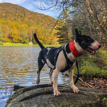 Smash Crackle Orange Pup Scruff-4