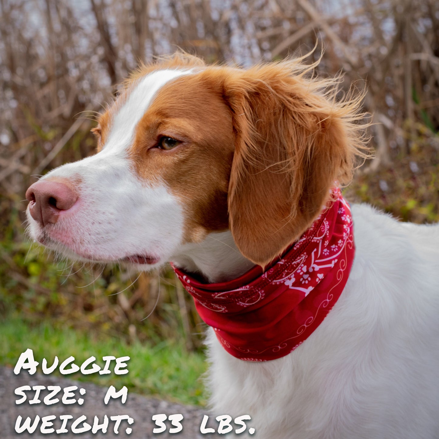 Red Bandana Pup Scruff-0