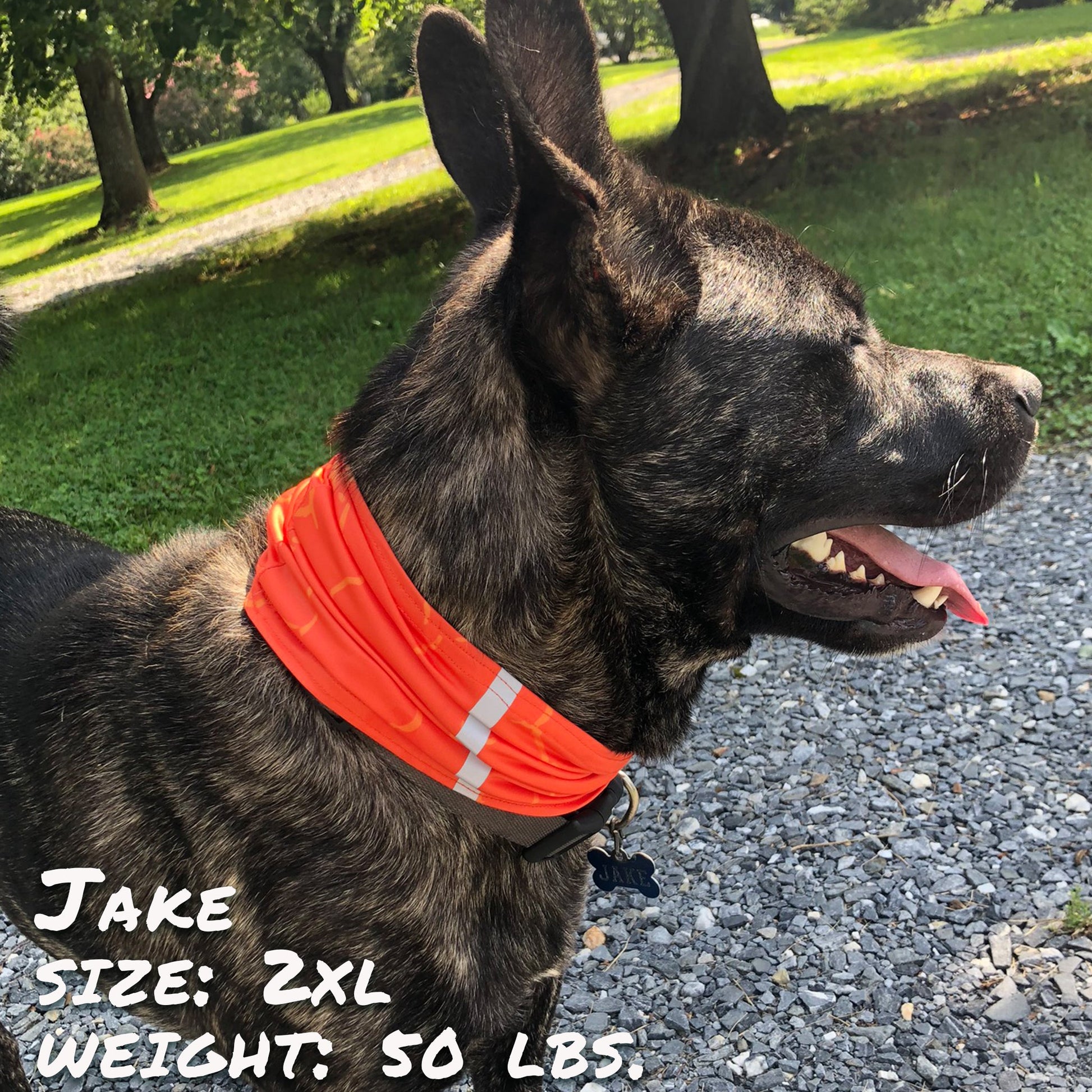 Smash Crackle Orange Pup Scruff-0