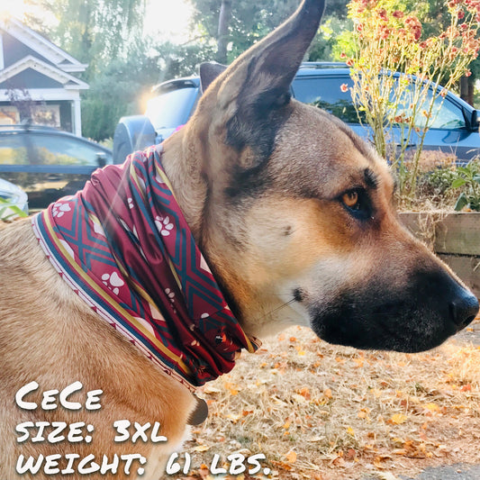 SW Amigo Pup Scruff-0