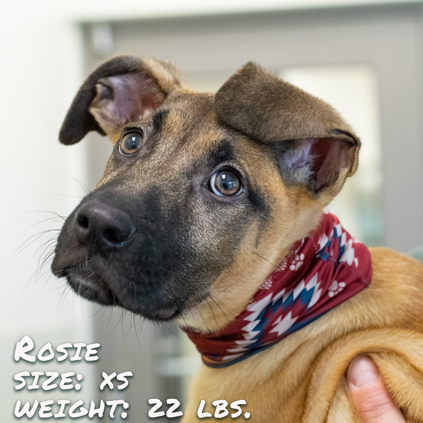 SW Amigo Pup Scruff-2