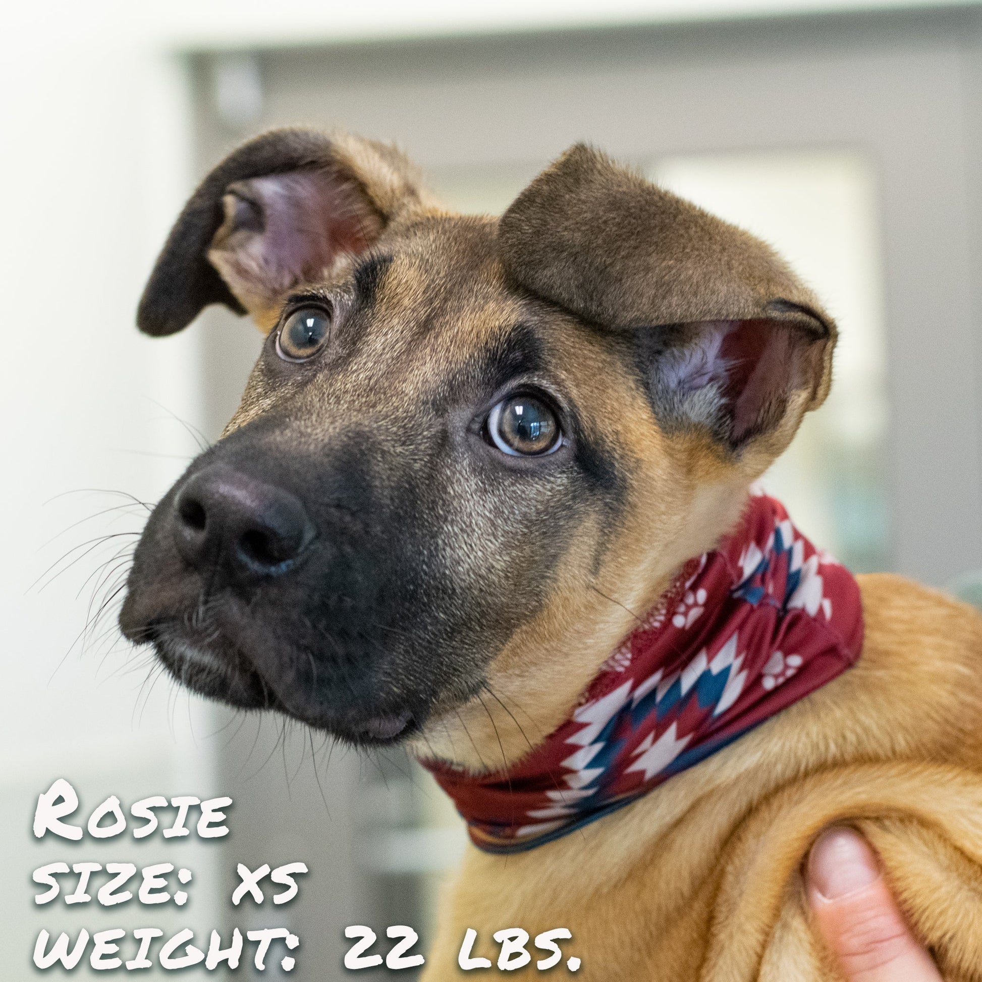 SW Amigo Pup Scruff-2