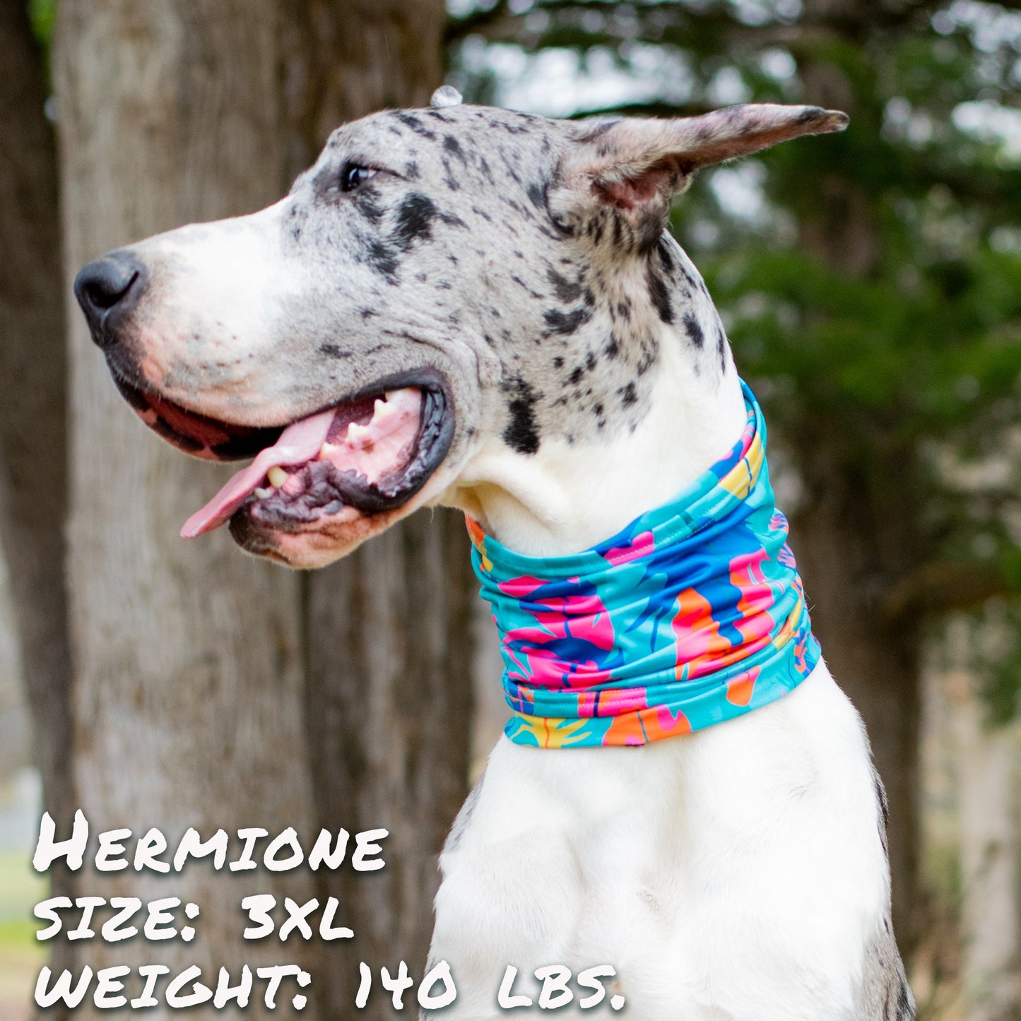 The Wanderer Pup Scruff-0